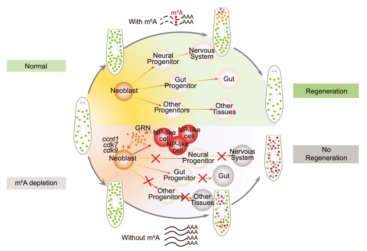 亚星游戏·yaxin222(中国官网)_亚星注册登录